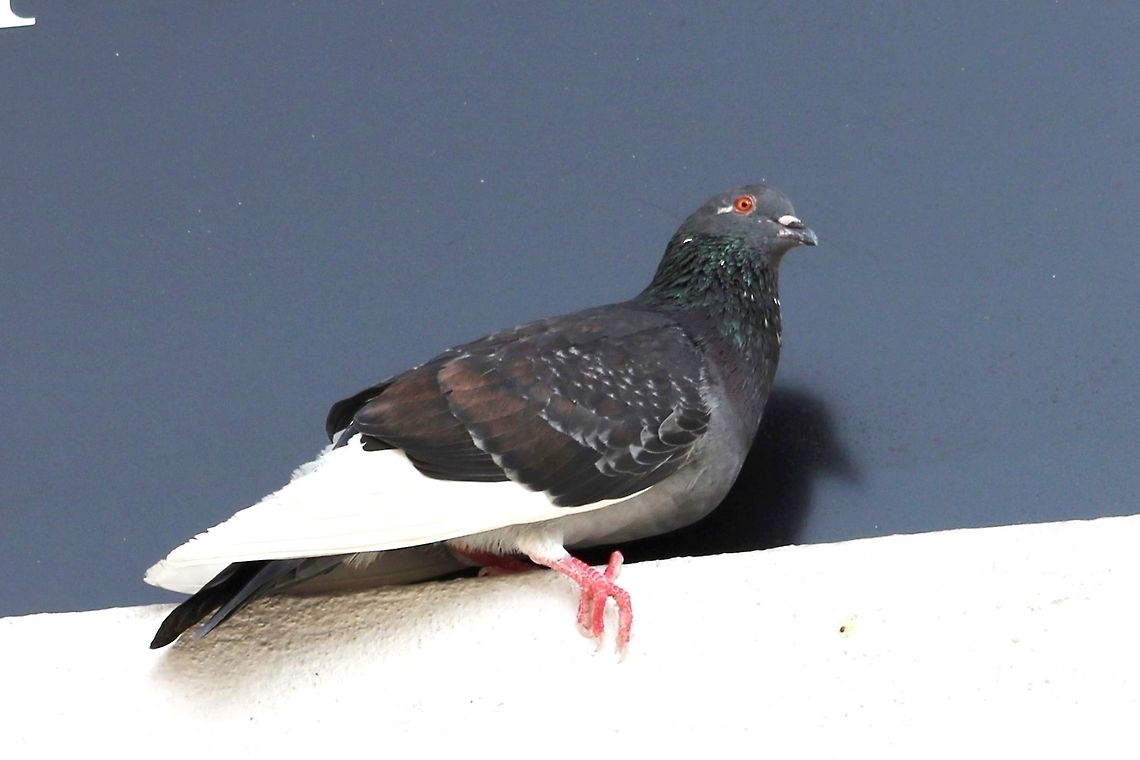 Common Rock pigeon The weekend is nigh, and I could not resist snapping a few shots of the neighbourhood birds :) These feral birds nest around our office and have actually become a nuisance. They ARE pretty though. Columba livia,Fall,Geotagged,Malaysia,Rock dove,merpati