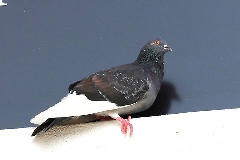 Common Rock pigeon The weekend is nigh, and I could not resist snapping a few shots of the neighbourhood birds :) These feral birds nest around our office and have actually become a nuisance. They ARE pretty though. Columba livia,Fall,Geotagged,Malaysia,Rock dove,merpati