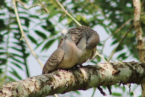 Tekukur aka merbuk aka zebra dove These birds are common in forest edges and gardens all over Malaysia. Their signature te-ku-kurrr call has enthusiasts keeping them as caged birds and vying in singing contests. Luckily, keeping caged birds have lost its popularity over the years. Fall,Geopelia placida,Geotagged,Malaysia,Peaceful Dove,tekukur