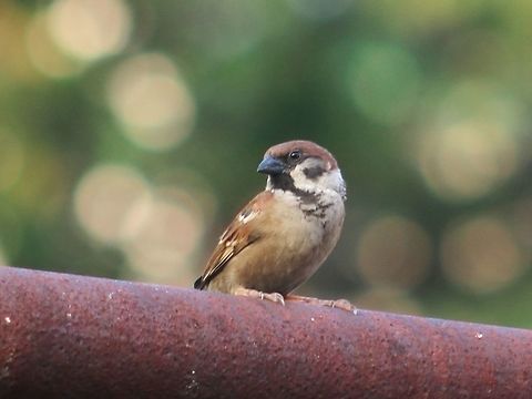 Commonest bird around Even the most un-nature loving Malaysian knows this tiny bird that lives everywhere. They can be seen in gardens, on the roads, in restaurants - eating fallen grains of food. Are they actually endangered in Europe? Eurasian Tree Sparrow,Fall,Geotagged,Malaysia,Passer montanus
