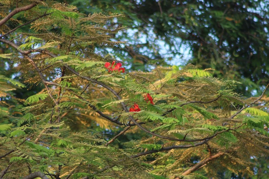 Semarak api This tree with bright red flowers was a popular ornamental in Malaysia. It is now less commonly used, but the flowers are still beautiful. Delonix regia,Fall,Flamboyant Tree,Geotagged,Malaysia,semarak api