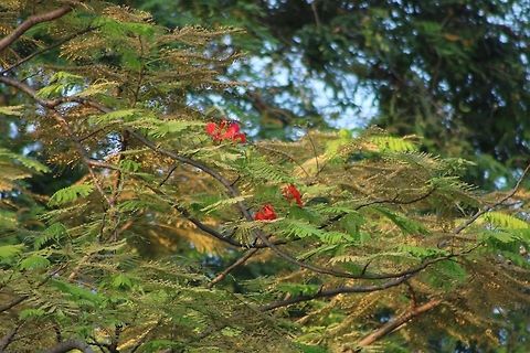 Semarak api This tree with bright red flowers was a popular ornamental in Malaysia. It is now less commonly used, but the flowers are still beautiful. Delonix regia,Fall,Flamboyant Tree,Geotagged,Malaysia,semarak api