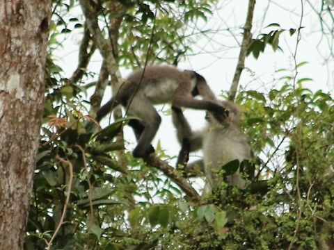 Monkeying around One out of a series of blurry pictures, I'm afraid. They were rather deep into the trees and it was hard to get a clear shot in between those branches. Fall,Geotagged,Malaysia,Presbytis siamensis,White-thighed surili