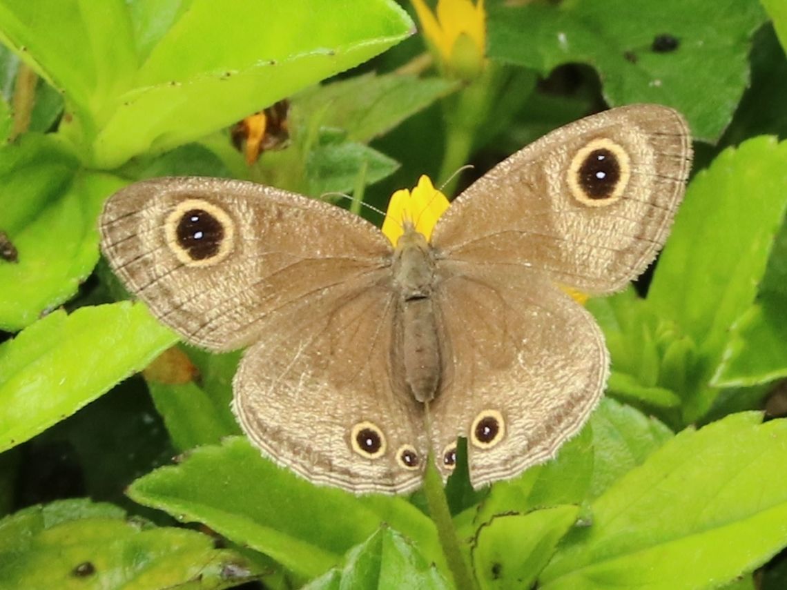 Common Three-ring? This is the closest ID I could find.  Fall,Geotagged,Malaysia,Ypthima pandocus