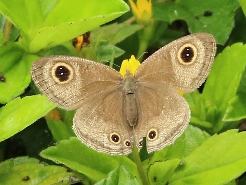 Common Three-ring? This is the closest ID I could find.  Fall,Geotagged,Malaysia,Ypthima pandocus