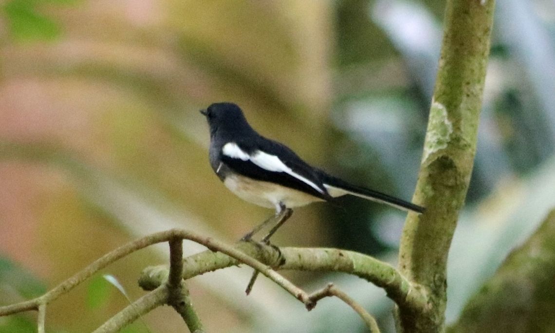 Murai kampung This is one of the most common garden birds in Malaysia. Chirpy and cheerful! Copsychus saularis,Fall,Geotagged,Malaysia,Oriental Magpie-Robin,murai kampung