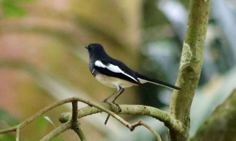 Murai kampung This is one of the most common garden birds in Malaysia. Chirpy and cheerful! Copsychus saularis,Fall,Geotagged,Malaysia,Oriental Magpie-Robin,murai kampung