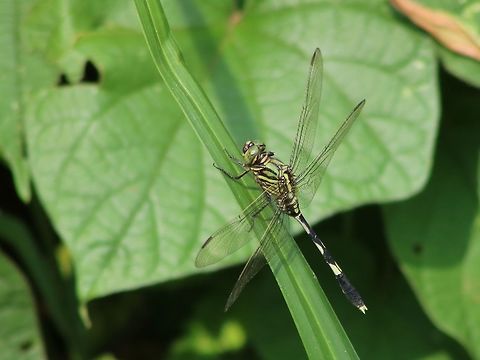 Green Marsh Hawk Probably the only clear shot I had all day yesterday. Never noticed a green dragonfly before! Fall,Geotagged,Malaysia,Orthetrum sabina