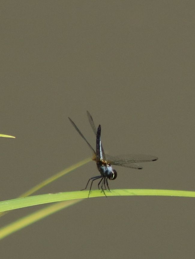 Blue, black and white Blurry photo. Hard day&#039;s work :P  Fall,Geotagged,Malaysia,Orthetrum glaucum