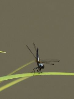 Blue, black and white Blurry photo. Hard day's work :P  Fall,Geotagged,Malaysia,Orthetrum glaucum