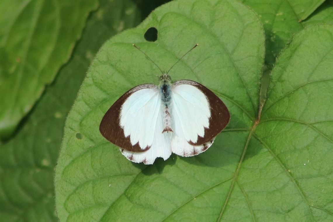 Pretty butterfly Have not found ID yet. :D Appias aegis,Fall,Forest white,Geotagged,Malaysia