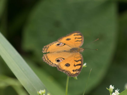 Orange butterfly Finally, I had cause to look up the many butterflies I see all the time :D Geotagged,Junonia almana,Malaysia,Peacock Pansy