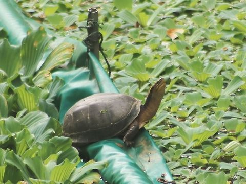 Malayan box turtle Not very rare, it seems. I have come across this species several times in suburban parks. Amboina box turtle,Cuora amboinensis,Geotagged,Malaysia,Winter,kura-kura