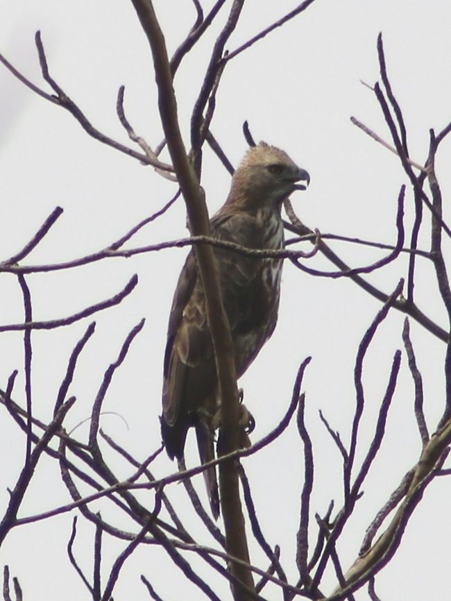 Lifer for me! CHE seen near Tangling Hospital this afternoon.  Changeable hawk-eagle,Nisaetus cirrhatus