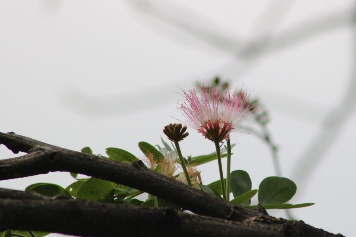 Raintree flower  Albizia saman