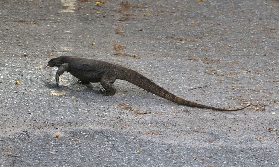 Wildlife in the city Spotted this right in the middle of an empty parking lot near a lake garden. He then proceeded to root under an abandoned van for insects or whatever.  Varanus salvator,Water Monitor