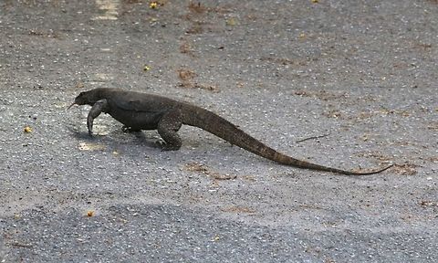 Wildlife in the city Spotted this right in the middle of an empty parking lot near a lake garden. He then proceeded to root under an abandoned van for insects or whatever.  Varanus salvator,Water Monitor