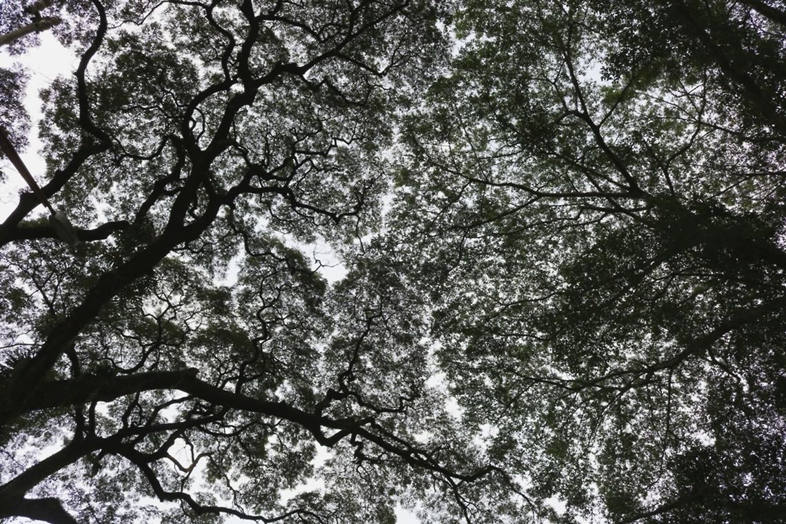 Raintree canopy The tree on the right is a different species, I'm not sure what.
