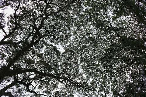 Raintree canopy The tree on the right is a different species, I'm not sure what.