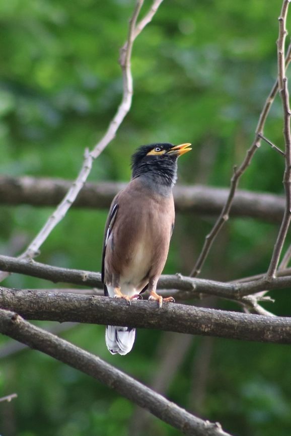 Not so common anymore  Acridotheres tristis,Common myna
