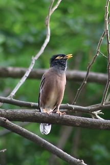 Not so common anymore  Acridotheres tristis,Common myna