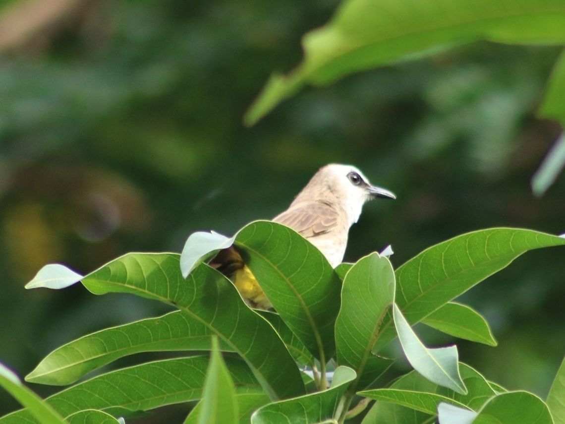 Merbah kapur For a common bird, this species has been maddeningly difficult to capture. Note the yellow vent and also the black &quot;mask&quot; across the eyes. I always look out for this to confirm ID. Pycnonotus goiavier,Yellow-vented Bulbul