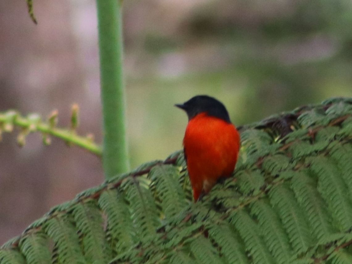 Flaming red grey-chinned minivet male  Geotagged,Grey-chinned minivet,Malaysia,Pericrocotus solaris,Winter