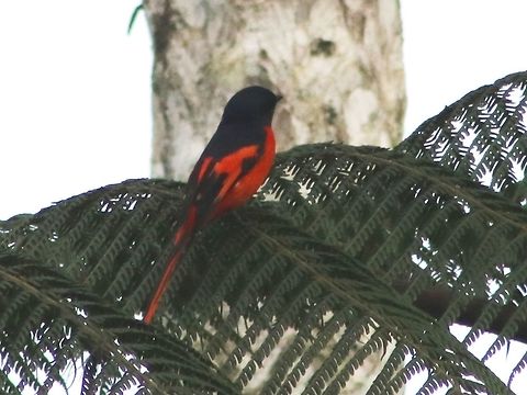 Grey-chinned minivet (male) Another shot of the minivet, showing wing pattern. Sorry photo is blur, shot from a distance during a bird-wave. Geotagged,Grey-chinned minivet,Malaysia,Pericrocotus solaris,Winter