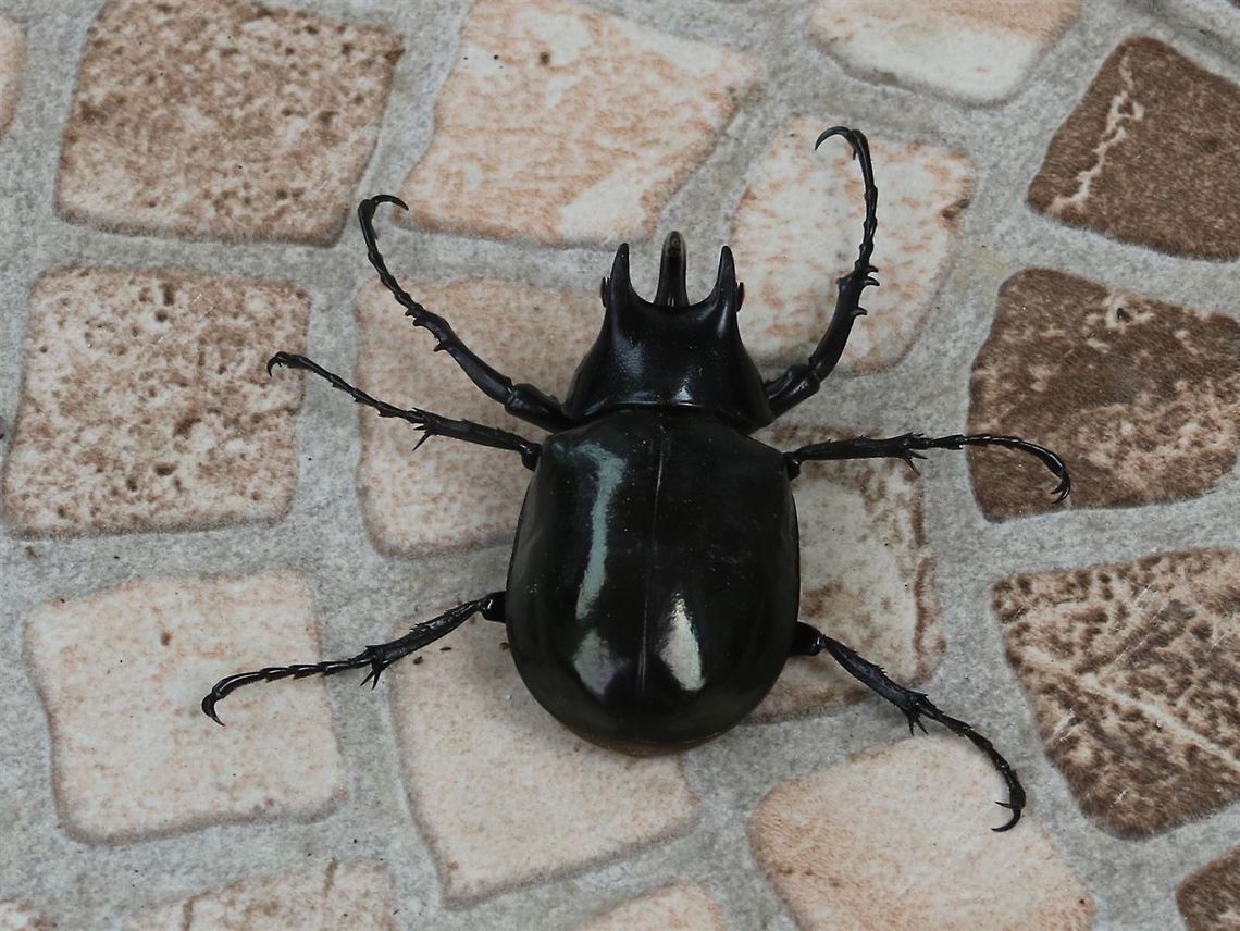 Moellenkampi Beetle top view, Malaysia  Chalcosoma moellenkampi,Geotagged,Malaysia,Moellenkampi Beetle,Winter