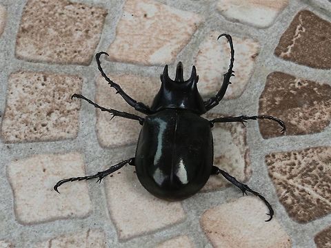Moellenkampi Beetle top view, Malaysia  Chalcosoma moellenkampi,Geotagged,Malaysia,Moellenkampi Beetle,Winter