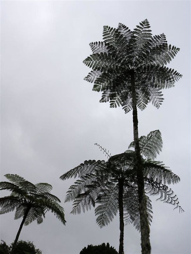 Mountain tree fern This species grows everywhere in mountainous areas. I love the pattern made by the leaves :D Cyathea contaminans,mountain tree fern