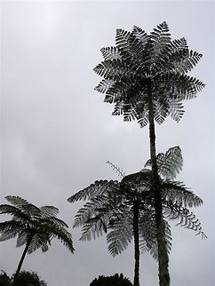 Mountain tree fern This species grows everywhere in mountainous areas. I love the pattern made by the leaves :D Cyathea contaminans,mountain tree fern