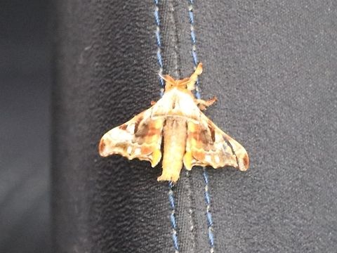 Some kind of sphinx moth  Gunda ochracea,Malaysia,Moth