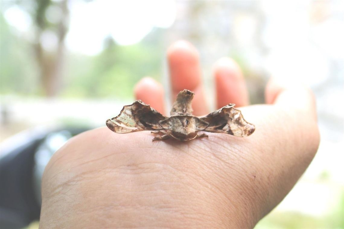 Sphinx moth - curled up I saw a bit of &quot;dead leaf&quot; on my car seat and tried to swat it off, but it FLUTTERED and attached itself to the side! Tried to remove it but it attached itself to my hand, and stayed there for more than an hour while i was birdwatching. Only when i tried to transfer it back to the car did it finally fly away. It sort of curled up though. I wonder why. Gunda ochracea,Malaysia,Moth