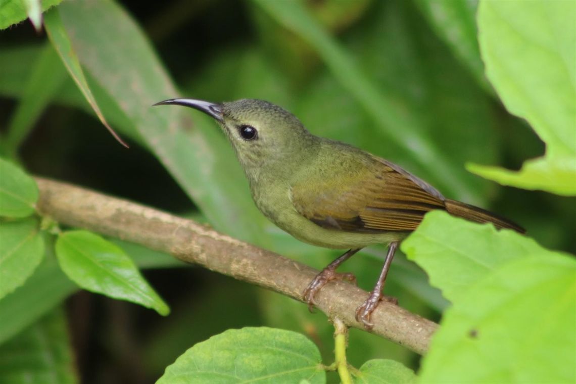 Black-throated sunbird (female) The non-descript other half of the male black-throated. Aethopyga saturata,black throated sunbird