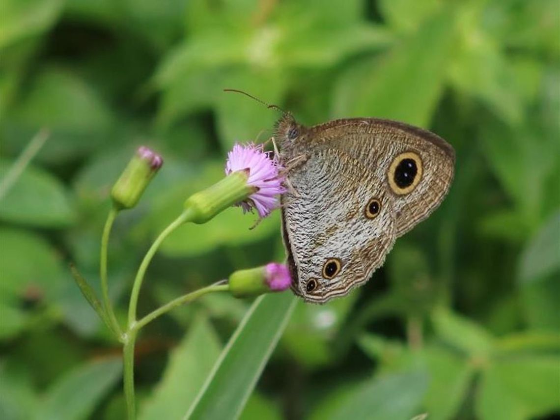 Common three-ring, closed  Ypthima pandocus