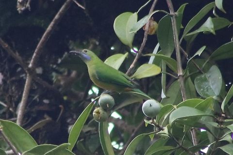 Orange-bellied leafbird (female) Seen near Banglo Raub, FH. Chloropsis hardwickii,Orange-bellied leafbird