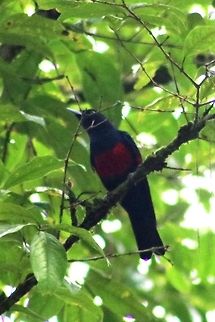 Black and crimson oriole (male) Sorry, not a clear shot. Black and crimson oriole,Oriolus cruentus