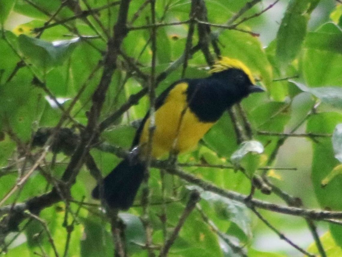 Sultan tit Sorry, not the greatest shot. But you can see its characteristics clearly. Melanochlora sultanea,sultan tit