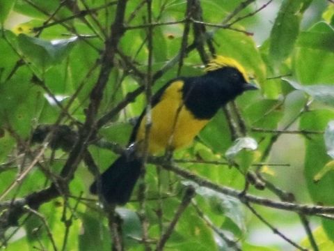 Sultan tit Sorry, not the greatest shot. But you can see its characteristics clearly. Melanochlora sultanea,sultan tit