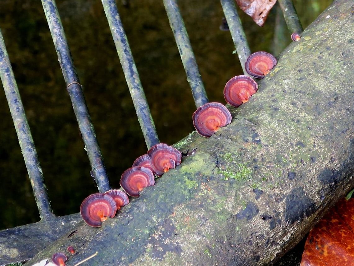 Pink bracket fungi Spotted these on a drain cover. Lovely pink colour. I&#039;m bad with fungi ID. Anyone has a clue? Microporus affinis,Pink fungi,bracket fungi