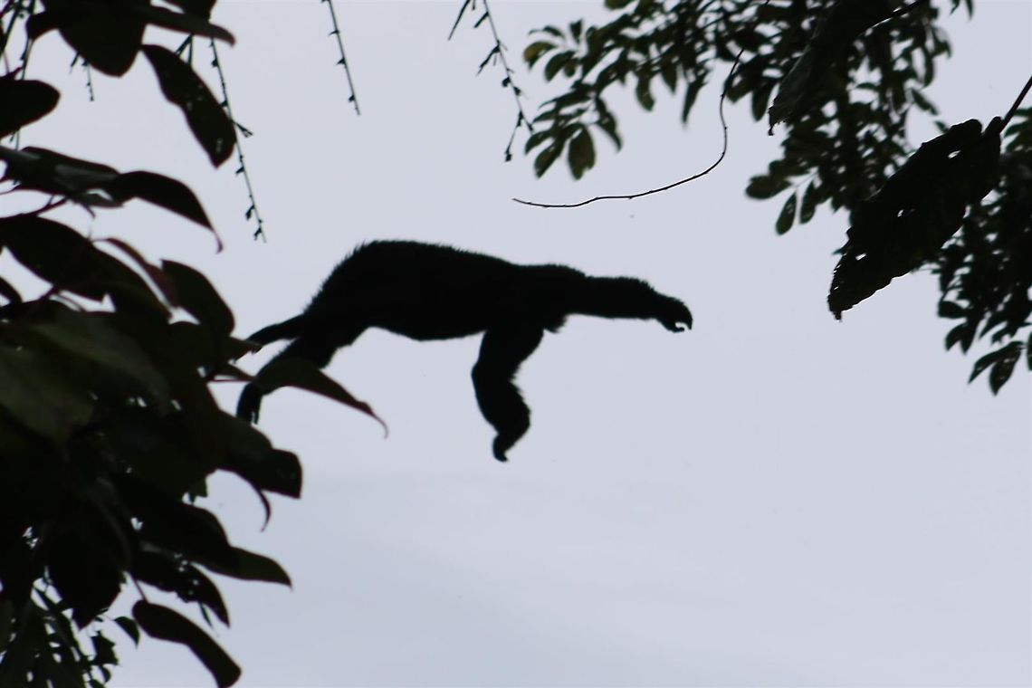 Siamang silhouette The only halfway decent shot i have of a siamang. I have never seen these up close before. check out those beefy arms! Siamang,Symphalangus syndactylus