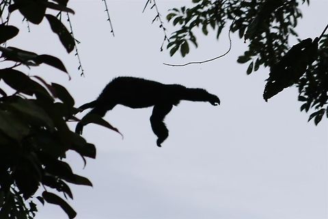 Siamang silhouette The only halfway decent shot i have of a siamang. I have never seen these up close before. check out those beefy arms! Siamang,Symphalangus syndactylus