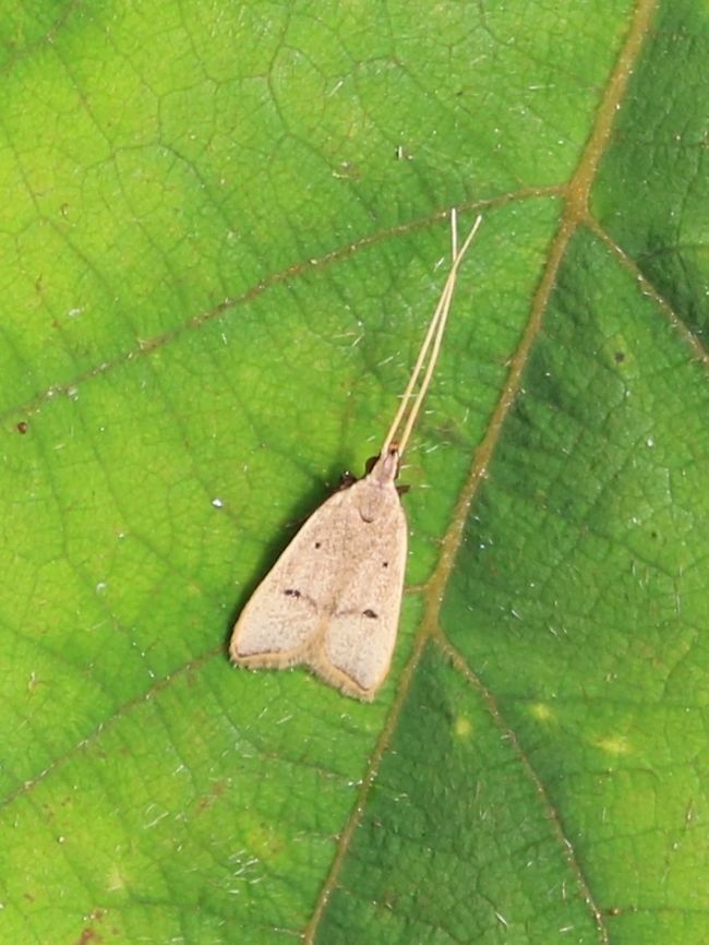 Unknown moth I&#039;m not sure whether this is a butterfly or moth. Tiny thing with long antennae. Anyone can help? Malaysia,moth