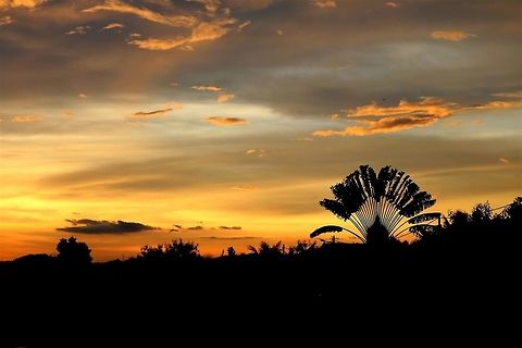 Golden Sunset Love the travellers palm on the right. Believe it or not, this scene was shot on the road divider. Haha.. Malaysia,Travellers palm,sunset