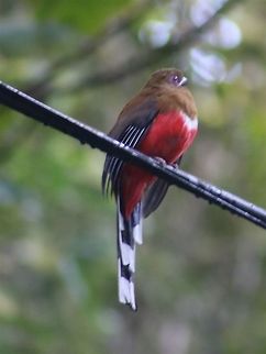 Red-headed trogon (female) We were very fortunate to see this magnificent species up close and personal. Unfortunately, slow shutter speed + unsteady hands are not a good combination, so many of the close-up opportunities were wasted. This was the best i could do... Harpactes erythrocephalus,red headed trogon
