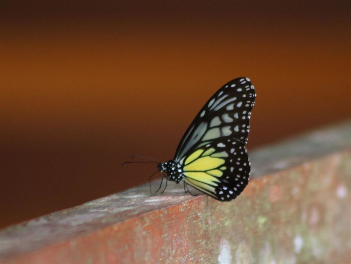 Yellow glassy tiger by the river Jeriau Falls, Pahang Parantica aspasia,Yellow Glassy Tiger