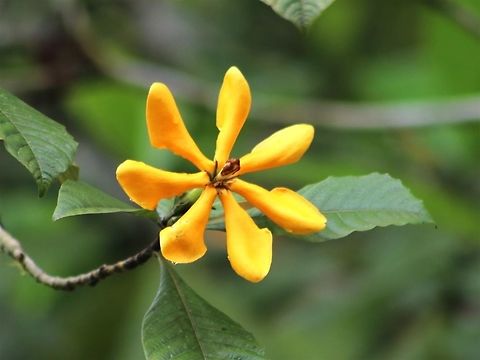Kedah gardenia A medium sized flowering tree, growing up to 3metres tall. Lightly scented orange/ yellow flowers.  Gardenia carinata,Kedah gardenia