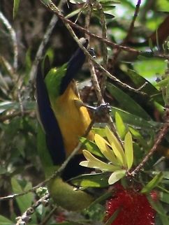 Orange-bellied leafbird (male) Check out the way he balances using his tail! Chloropsis hardwickii,Orange-bellied leafbird