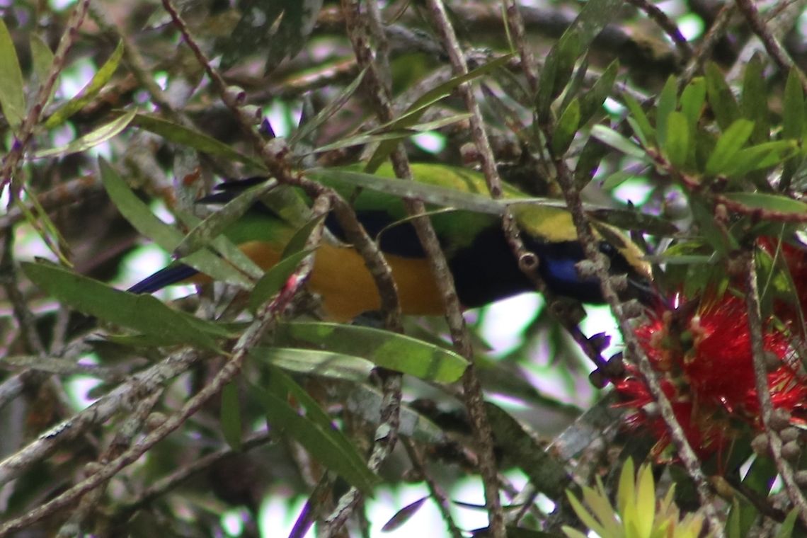 Orange-bellied leafbird (male) II A slightly more civilised pose :) In the compound of Jelai Resort, Fraser&#039;s Hill. Chloropsis hardwickii,Orange-bellied leafbird